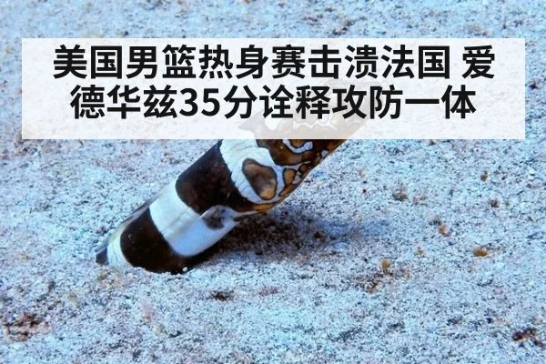 美国男篮热身赛击溃法国 爱德华兹35分诠释攻防一体