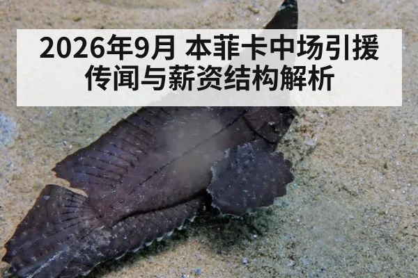 2026年9月 本菲卡中场引援传闻与薪资结构解析